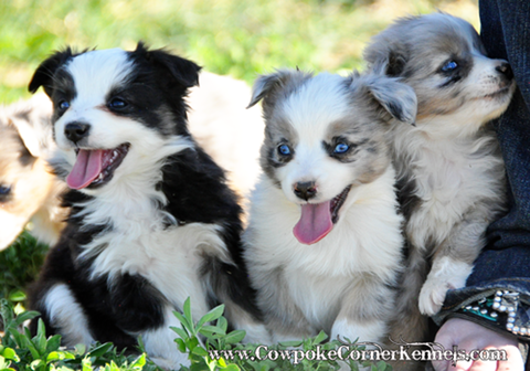 Mini-Aussie 0414