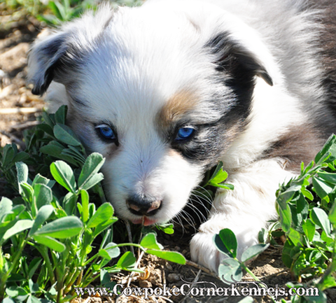 Mini-Aussie 0415