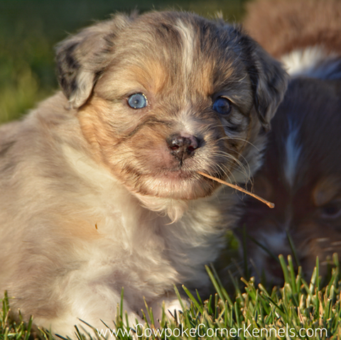 mini aussie 5582