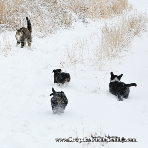 Mini-aussies-charge 0389