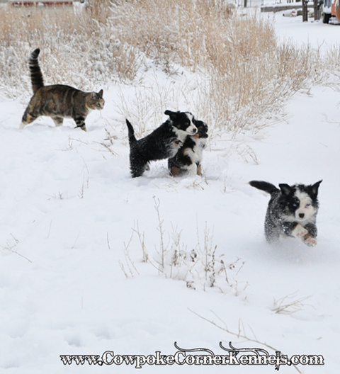 Mini-aussies-retreat 0391