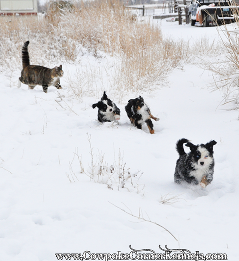 Mini-aussies-retreat 0392