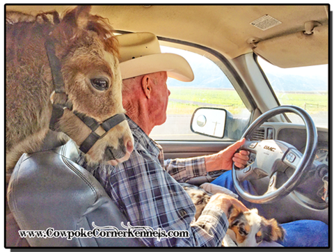 Mini-horse-back-seat-driver