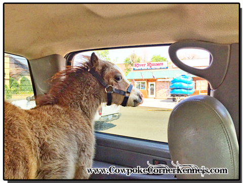 Mini-horse-dragiing-Main-street-Cody,wy