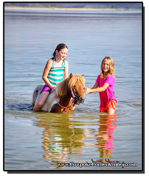mini-horse-swim