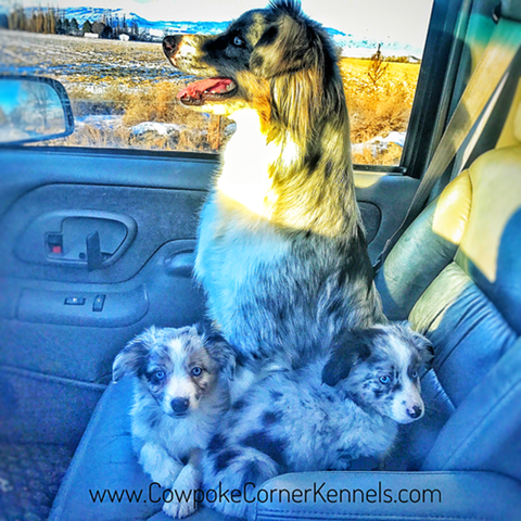 Miniature-australian-shepherds-riding-shot-gun 0088