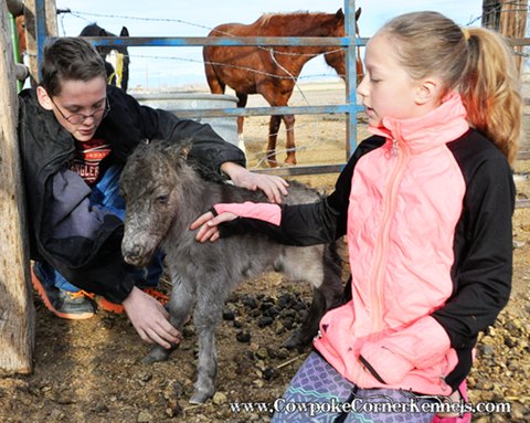 Miniature-horse-baby 0782