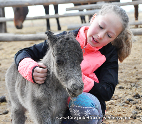 Miniature-horse-foal 0770