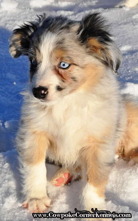 Nova-Mini-aussie 0696