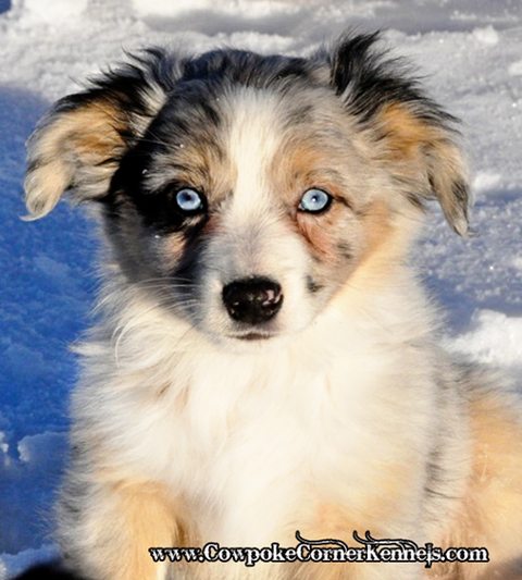 Nova-Mini-Aussie 0698