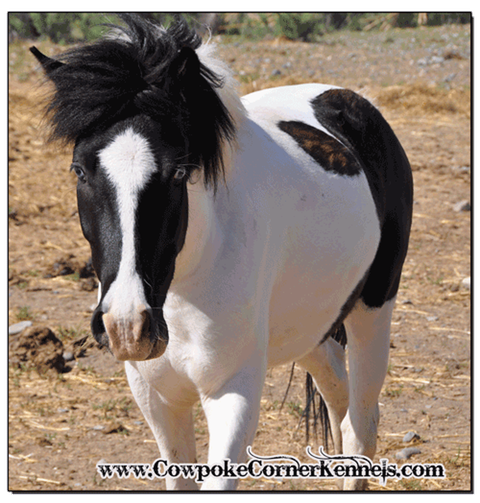 Paint-pony 0698