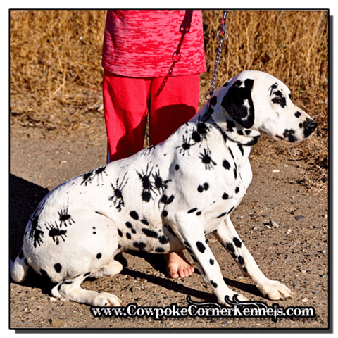 Pouty-dalmatian-spider