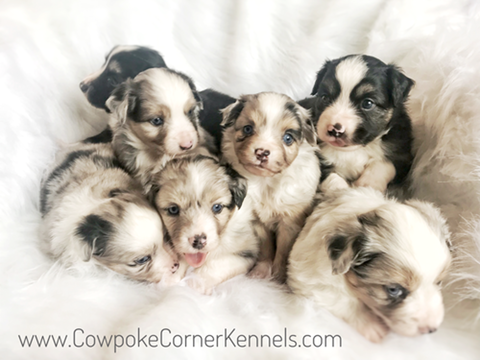 Rainy's-mini-aussie-puppies 6127