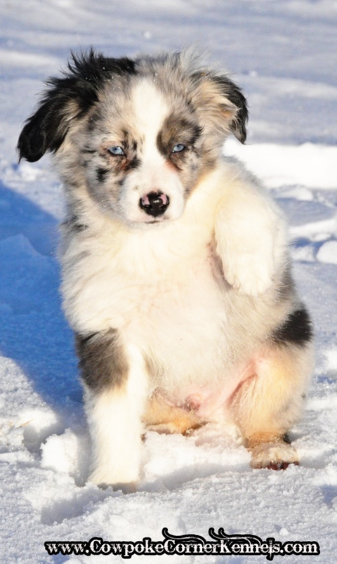 Raja-Mini-Aussie 0686