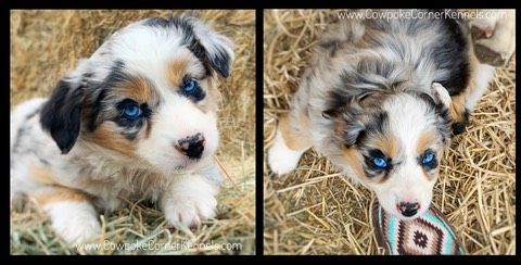 Ribbon Puppy pics