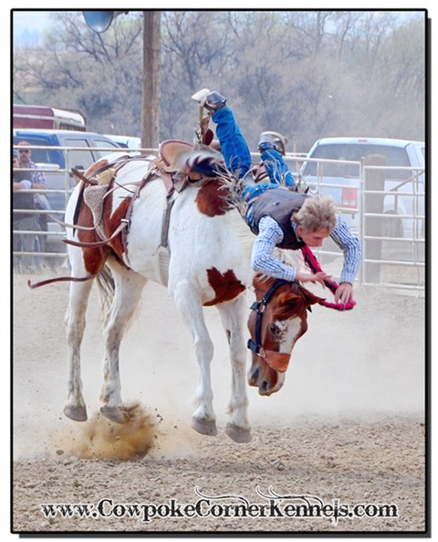 Saddle-Bronc-nose-dive 0235