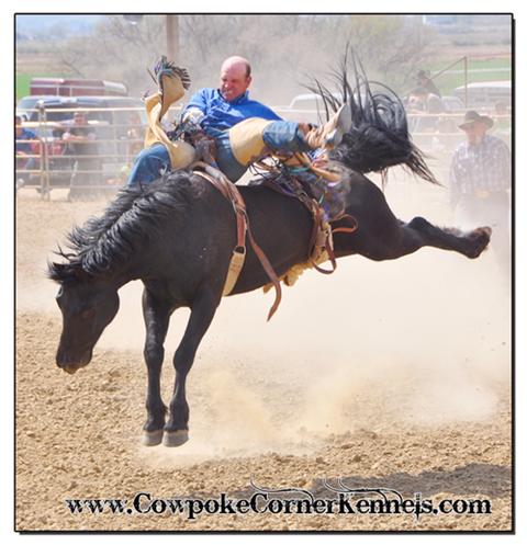 Shadow-Bareback-horse 0290