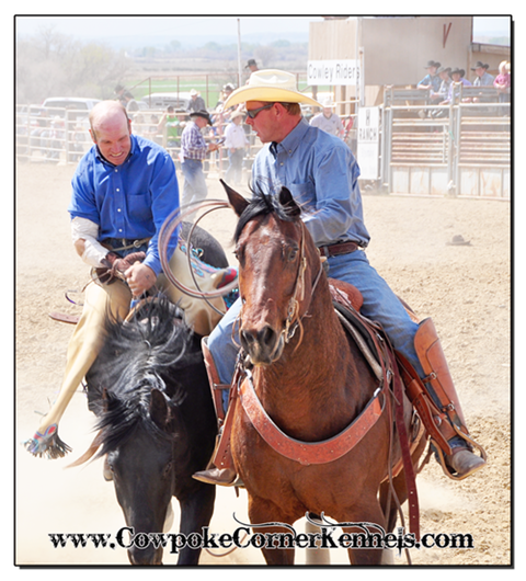 Shadow-BAreback-horse 0295