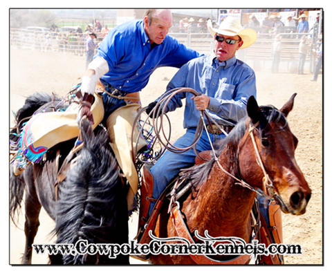 Shadow-Bareback-horse 0297