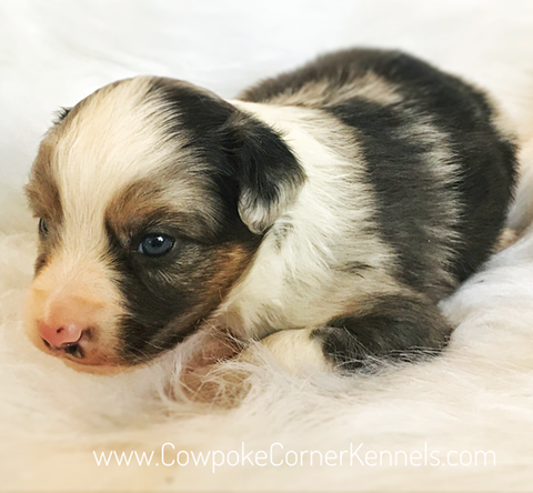 Shamus-mini-aussie 5690