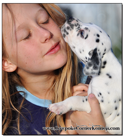 Singing-Dalmatian-puppy 1533