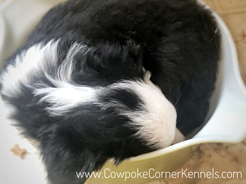 Sleeping-puppy-in-a-food-bowl 5924