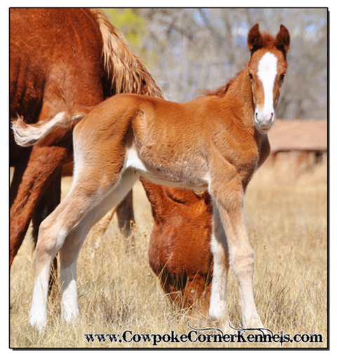 Sorrel-bucking-horse-colt 0146