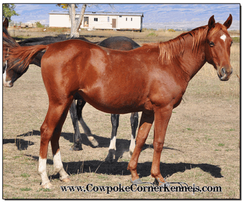 Sorrel-walker-gelding