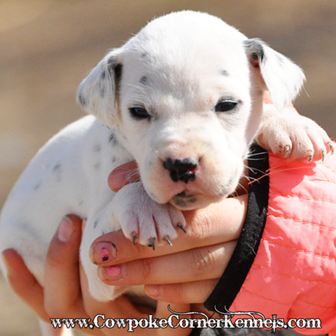 Squirt-dalmatian-puppy 0949