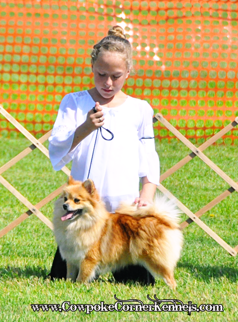 state-fair-dog-show3