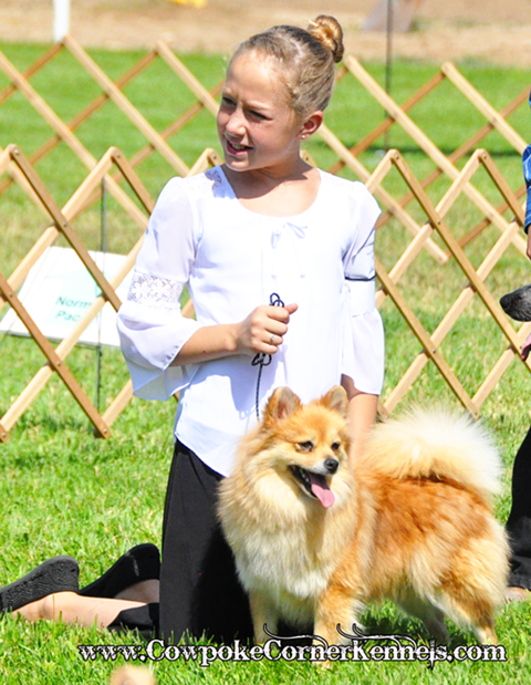 State-fairdog-show-1