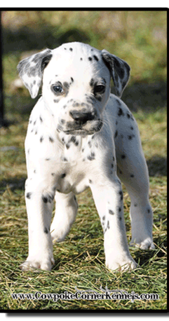 Stnding-Dalmatian-puppy-for-sale 1480