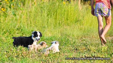 Toy-puppies 0647