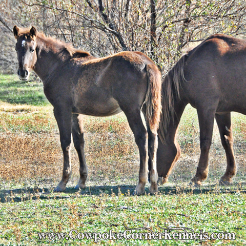 Wild-rose-and-baby 0708