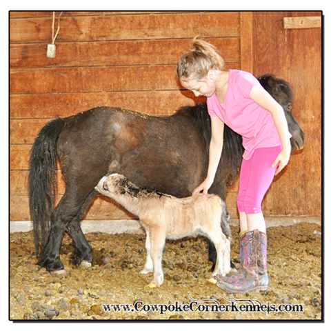 Baby-miniature-horse-colt 0212