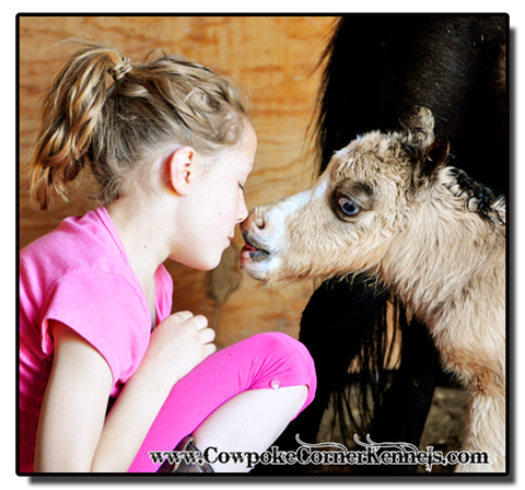 Baby-miniature-horse-kisses