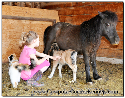 Baby-miniature-horse
