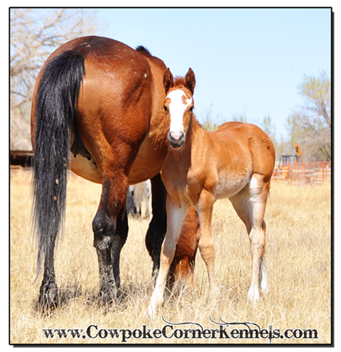 Bald-face-bucking-horse-filly 0130