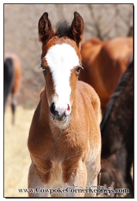 Bay-bucking-horse-filly 0077