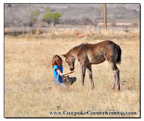 black-horse-filly 0295