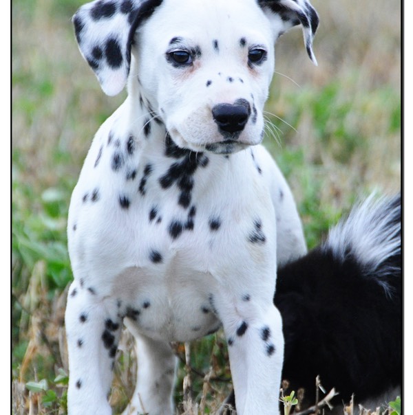 Bronco Dalmatian_0629