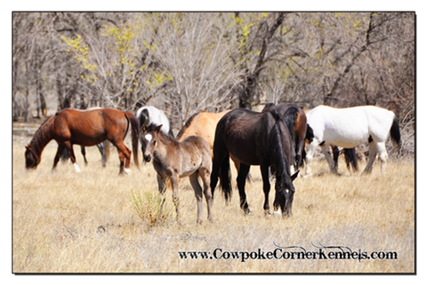 Bucking-horse-herd 0194