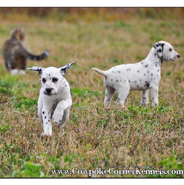 Bullseye-and-Bronco-Dalmatian-Puppies_0550