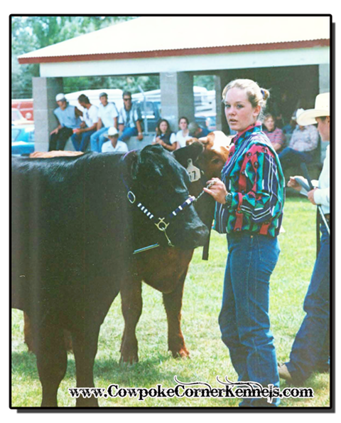 Champion-show-steer