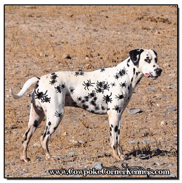 Dalmatian Spider 138