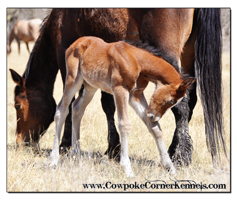 glass-eyed-bucking-horse-foal 0103