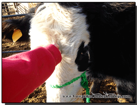 How-to-halter-break-a-steer 5865