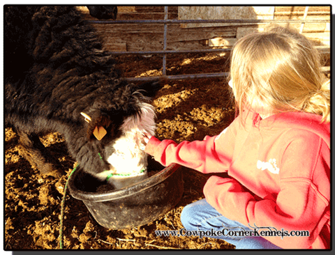 How-to-halter-break-a-steer 5868