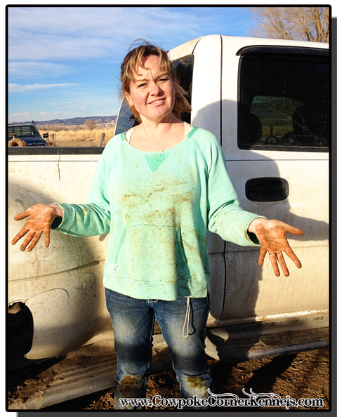 How-to-halter-break-a-steer 5877