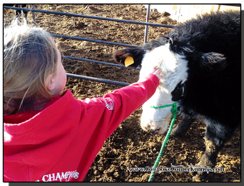 How-to-halter-break-a-steer 5863